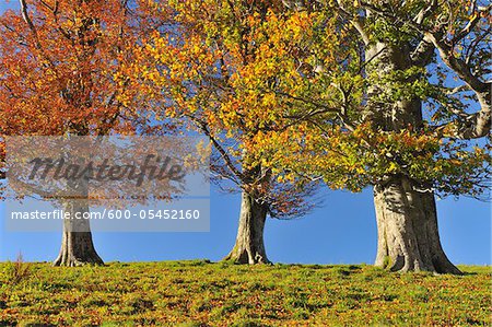 Hêtre arbres, Schauinsland, forêt noire, Bade-Wurtemberg, Allemagne