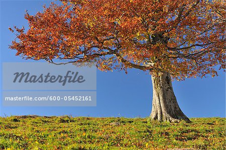 Beech Tree, Schauinsland, forêt noire, Bade-Wurtemberg, Allemagne