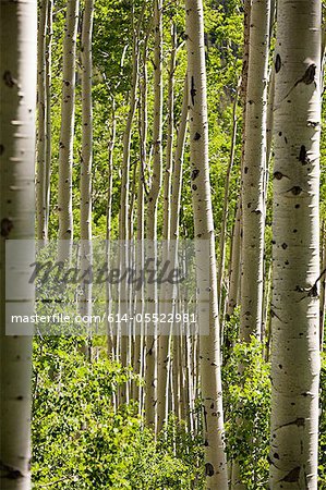 Forest of silver birch trees near Aspen, Colorado, USA