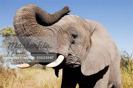 Femme africaine éléphant, Botswana, Afrique