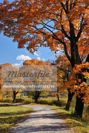 Maple Tree Lined Gravel Road in Autumn, Lermoos, Tyrol, Austria