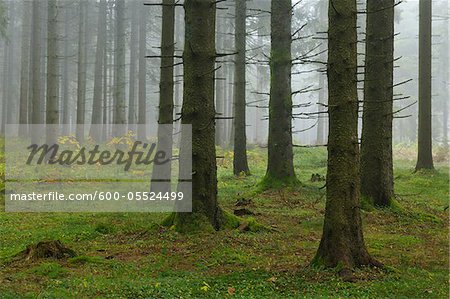 Pessière, forêt noire, Bade-Wurtemberg, Allemagne