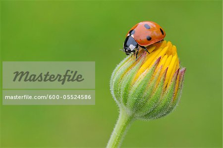 Seven Spot Ladybird on Flower Seven Spot Ladybird on Flower