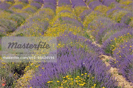 Engllish Lavendelfeld mit gelben Blüten, Vaucluse, Alpes-de-Haute-Provence Alpes-de-Haute-Provence-Alpes-Cote d Azur, Provence, Frankreich