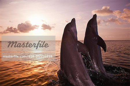 Bottlenose dolphins emerging from sea at sunset