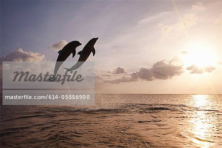 Bottlenose dolphins leaping from sea at sunset