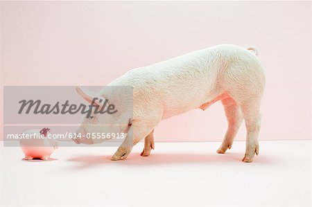 Ferkel aussehende Sparschwein im studio