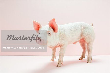 Piglet in pink studio