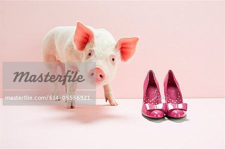 Ferkel neben Schuhe in Rosa studio