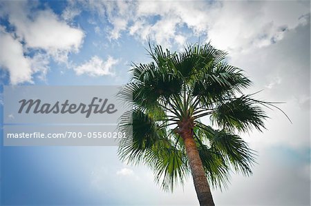 Palm Tree, Monaco, Côte d'Azur