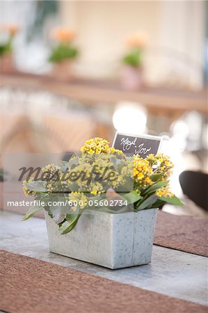 Kalanchoe am Ledge, Ontario, Kanada