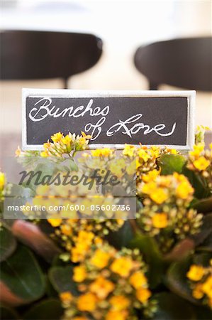 Kalanchoe and Sign, Ontario, Canada