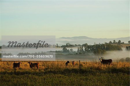 Terres agricoles, d'Atherton, Queensland, Australie