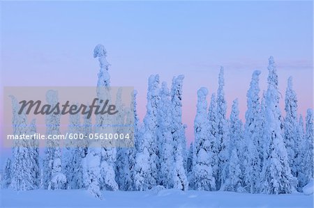 Épinettes couvertes de neige au crépuscule, Nissi, Ostrobotnie du Nord, Finlande