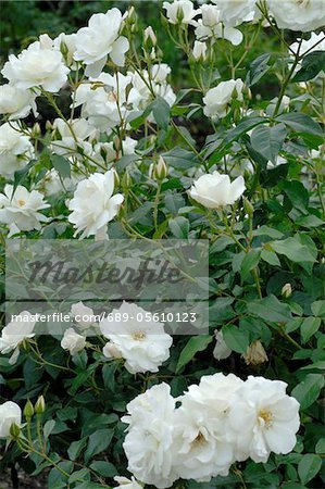 Weiße rose Busch