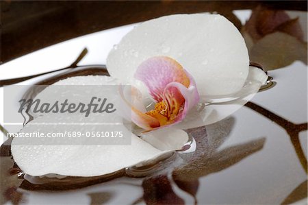Orchid blossom in water