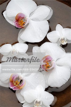 Orchid blossoms in water