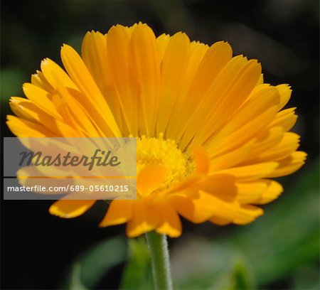 Fleur de Calendula