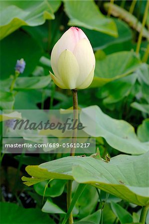Closed water lily blossom
