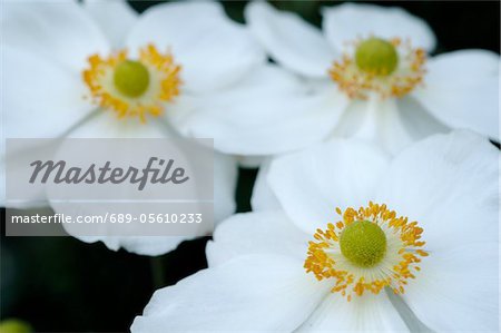 Fleurs blanches