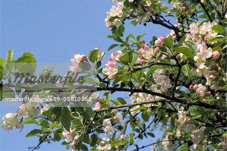 Blossoming apple tree