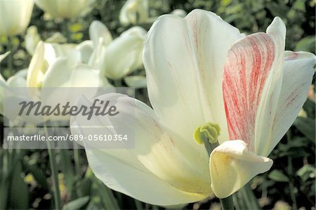 White tulip blossoms