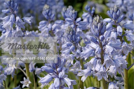 Blau blühende Blumen