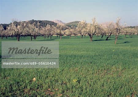 Blossoming almond trees on Majorca, Spain