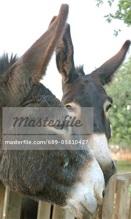 Two donkeys outdoors