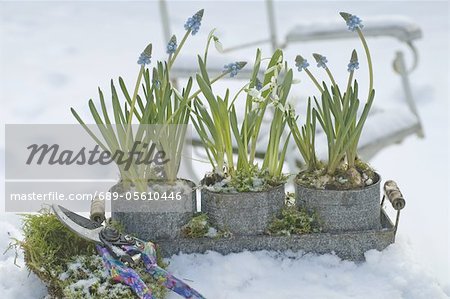 Grape Hyacinth and Snowdrops in snow