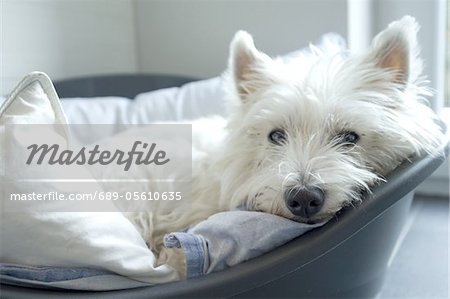 Westie lying in dog basket