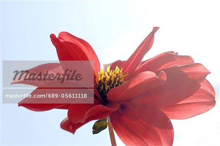 Détail d'une fleur rouge