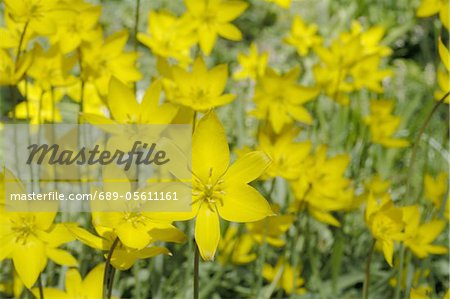 Yellow flowers in meadow