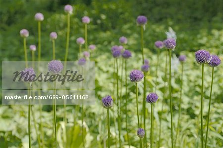 Purple flowers