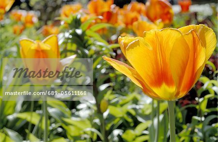 Tulipes oranges