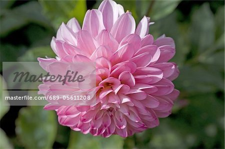 Dahlia fleur