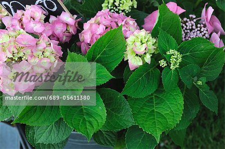 Blooming Hydrangea