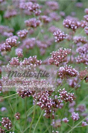 Valeriana fleurissant