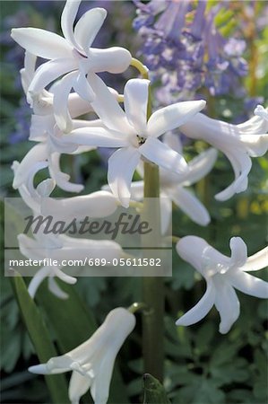 Blooming hyacinth