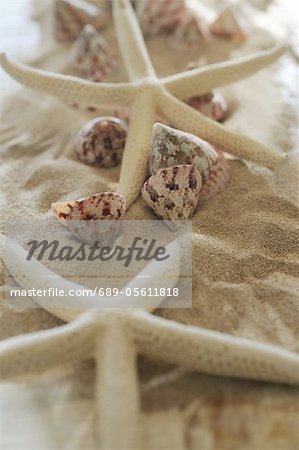 Dekorative Seesterne und Muscheln im sand
