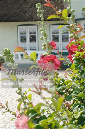 Blumen vor einem Haus mit Reetdach