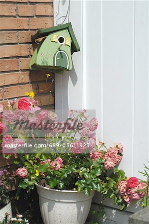 Birdhouse et roses à l'entrée de la maison