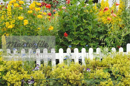 Blooming flowers at garden fence
