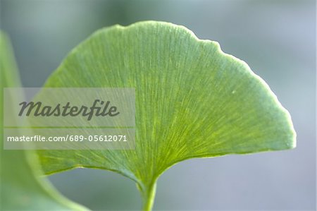 Gingko leaf