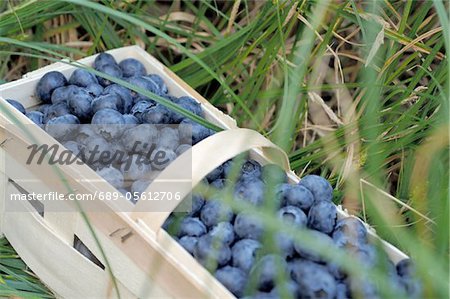 Crate with blueberries in grass