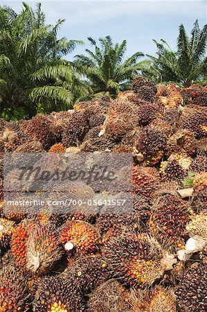 Öl-Palme Frucht, Lunge Suan District, Provinz Chumphon, Thailand