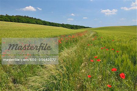 Coquelicots rouges dans le domaine des céréales, Blankenburg, Harz, Saxe-Anhalt, Allemagne