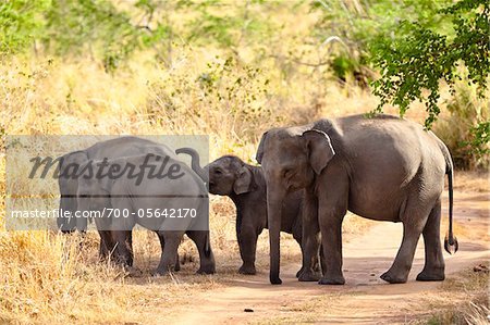 Groupe d'éléphants, Udawalawe National Park, Sri Lanka