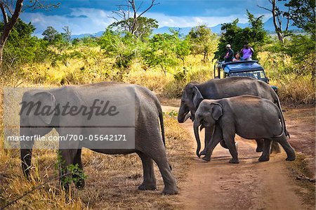 Menschen auf Safari beobachten Elefanten, Udawalawe-Nationalpark in Sri Lanka