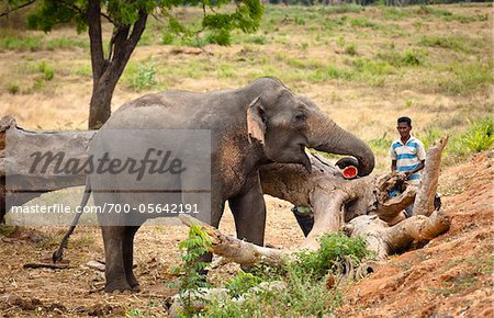 Man with Elephant, Yala National Park, Sri Lanka